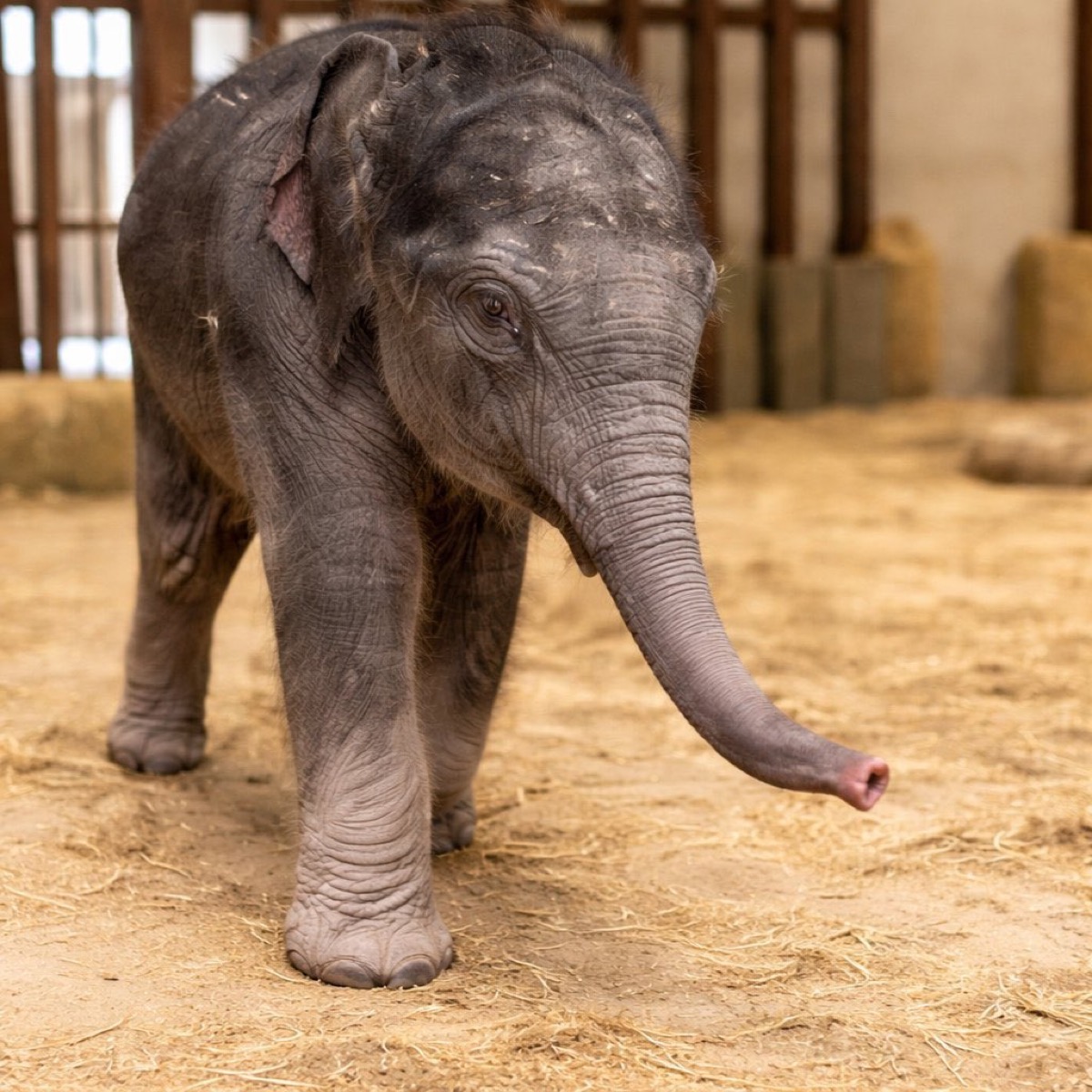 Linh Mai the baby elephant